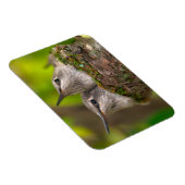 ベビーハミングバード マグネット (右側)