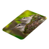 ベビーハミングバード マグネット (左側)