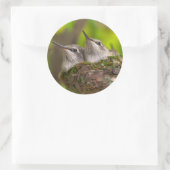 ベビーハミングバード ラウンドシール (バッグ)