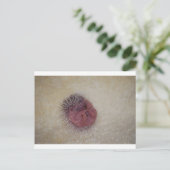 ベビーハリネズミ ポストカード (スタンド正面)