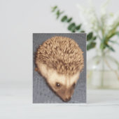 ベビーハリネズミ ポストカード (スタンド正面)