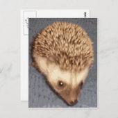 ベビーハリネズミ ポストカード (正面/裏面)