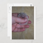 ベビーハリネズミ ポストカード (正面/裏面)