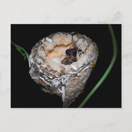 ベビーハンミングバード ポストカード (正面)