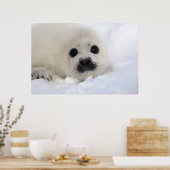 ベビーハープシール ポスター (キッチン)