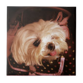 ベビーバッグマルチーズ子犬タイル タイル (正面)