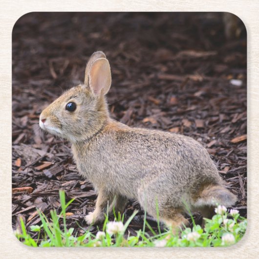 ベビーバニーコースター スクエアペーパーコースター (正面)