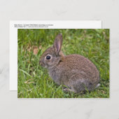 ベビーバニー葉書 ポストカード (正面/裏面)