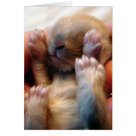 ベビーバニー (正面)