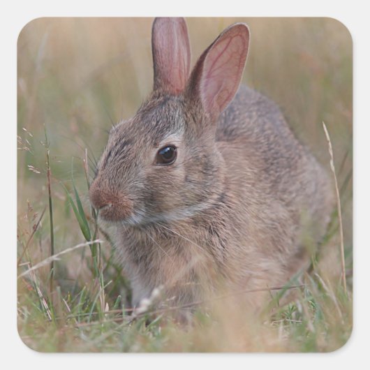 ベビーバニー スクエアシール (正面)