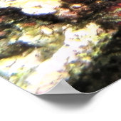 ベビーバラムンディ ポスター (角)