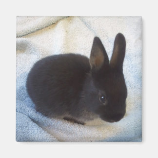 ベビーバンマグネット – リトルマグオ マグネット