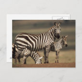 ベビーバーチェルのシブラと母 ポストカード (正面/裏面)