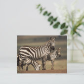 ベビーバーチェルのシブラと母 ポストカード (スタンド正面)