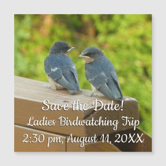 ベビーバーンスワローズ自然鳥写真 (正面)