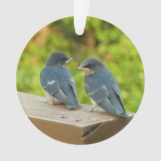 ベビーバーンスワローズ自然鳥写真 オーナメント (正面)