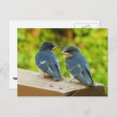 ベビーバーンスワローズ自然鳥写真 ポストカード (正面/裏面)