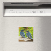 ベビーバーンスワローズ自然鳥写真 マグネット (インサイチュ (食洗機))