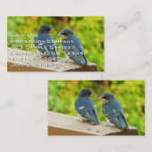ベビーバーンスワローズ自然鳥写真 名刺 (正面/裏面)