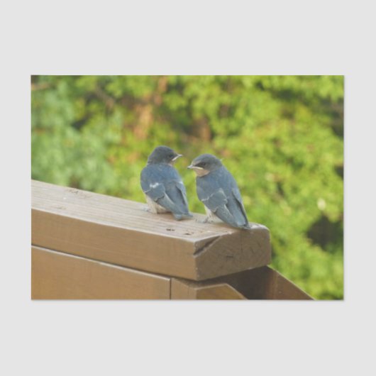 ベビーバーンスワローズ自然鳥写真 薄葉紙 (正面)