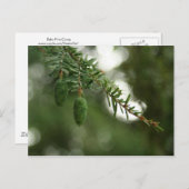 ベビーパインコーン ポストカード (正面/裏面)