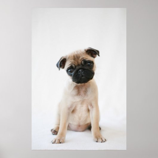 ベビーパグポートレート ポスター (正面)
