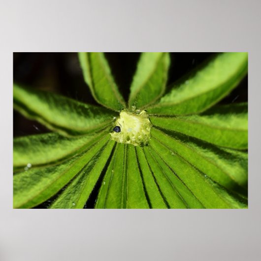 ベビーパームプラントバイシャーリーテイラー ポスター (正面)