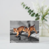 ベビーヒョウ ポストカード (スタンド正面)