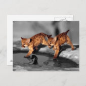 ベビーヒョウ ポストカード (正面/裏面)