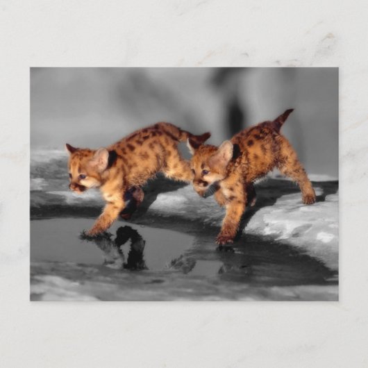 ベビーヒョウ ポストカード (正面)