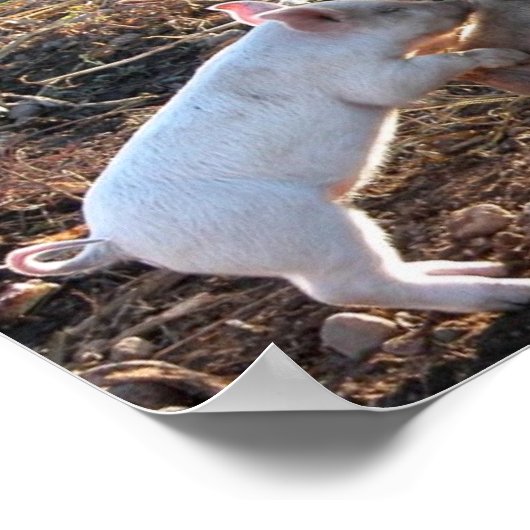 ベビーピグ ポスター (角)