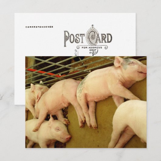 ベビーピッグ – はがき (正面/裏面)