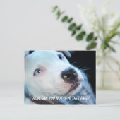 ベビーピットブル子犬 ポストカード (スタンド正面)