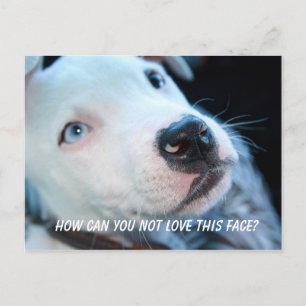 ベビーピットブル子犬 ポストカード