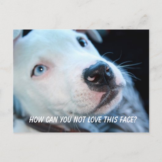 ベビーピットブル子犬 ポストカード (正面)