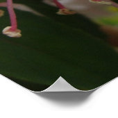 ベビーピンクと白の暗い赤紫色の花 ポスター (角)