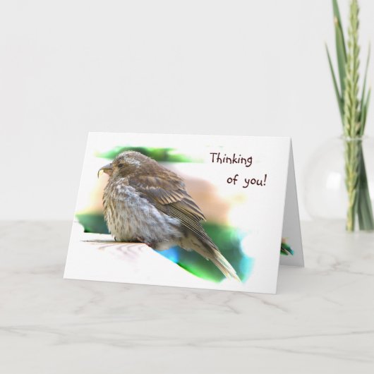 ベビーフィンチフレンドシップ カード (正面)