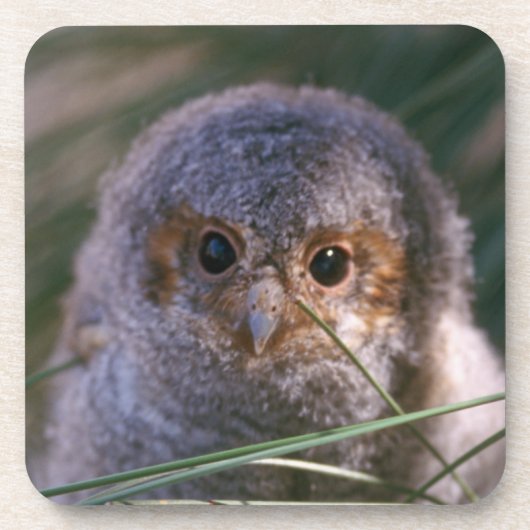 ベビーフクロウ コースター (正面)