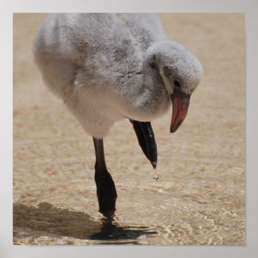 ベビーフラミンゴポスター ポスター (正面)