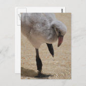 ベビーフラミンゴ葉書 ポストカード (正面/裏面)