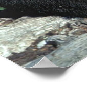 ベビーブラックベア ポスター (角)