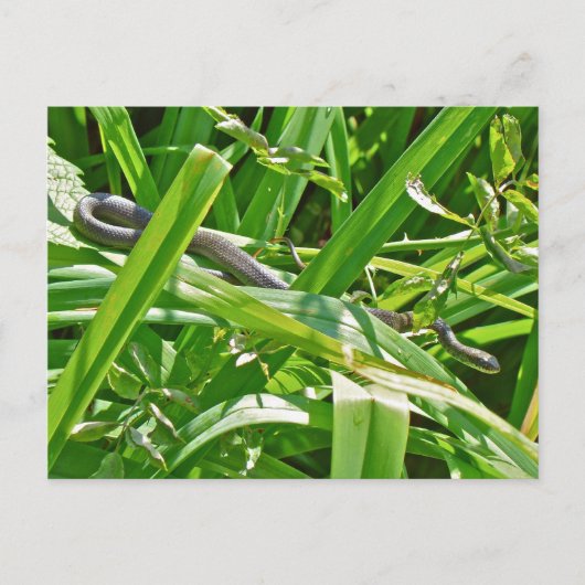 ベビーブラックラットスネーク – Elaphe Bloteta Storeta ポストカード (正面)