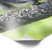 ベビーブラックリス フォトプリント            (角)