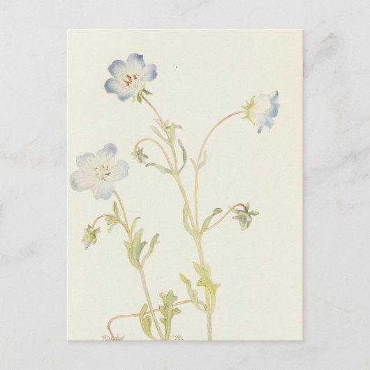 ベビーブルーアイズバイマーガレット・アームストロング ポストカード (正面)