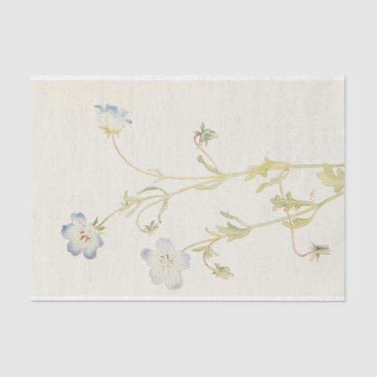 ベビーブルーアイズバイマーガレット・アームストロング 薄葉紙 (正面)