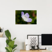 ベビーブルーアイワイルドフラワーポスター ポスター (ホームオフィス)