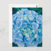 ベビーブルーアジサイ開花 ポストカード (正面/裏面)