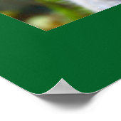 「ベビーブルース」コアラ ポスター (角)