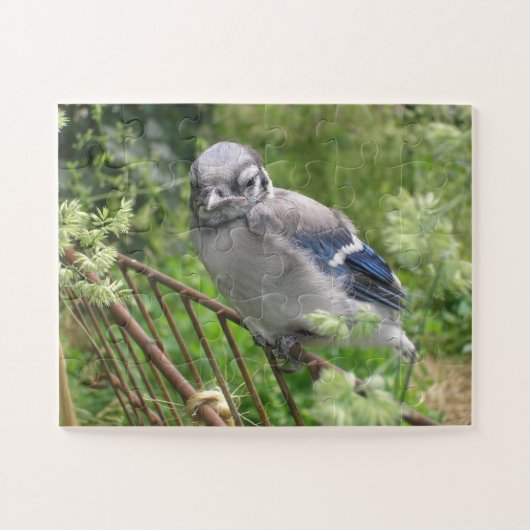 「ベビーブルー・ジェイI」 ジグソーパズル (横)