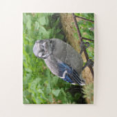 「ベビーブルー・ジェイII」 ジグソーパズル (縦)